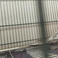 Coppia di calopsite riproduttiva