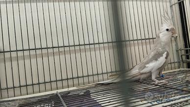 Coppia di calopsite riproduttiva