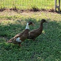 Anatra Canpbell maschio