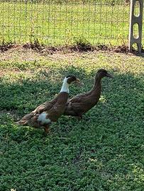 Anatra Canpbell maschio