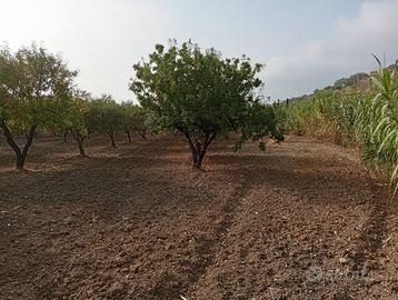 Lotto di Terreno con Alberi d'ulivo produttivi