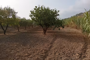 Lotto di Terreno con Alberi d'ulivo produttivi