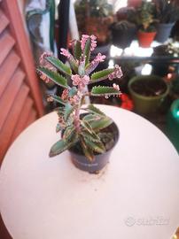 kalanchoe pink butterfly 