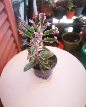 kalanchoe pink butterfly 