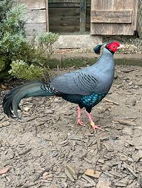 Fagiano prelato (coppia)