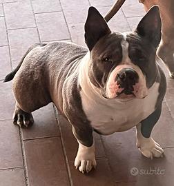 American bully pocket