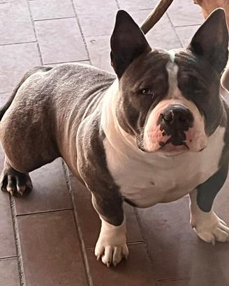 American bully pocket
