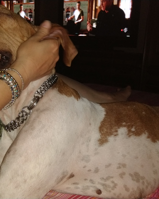 Pointer cuccioli
