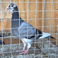 Colombe novellini 2025