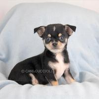 Chihuahua nero focato