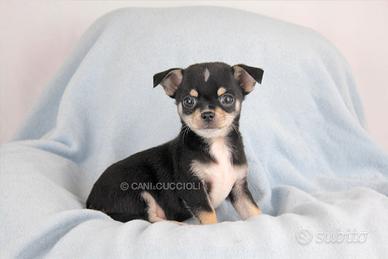 Chihuahua nero focato