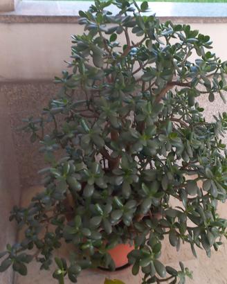 piante 