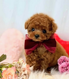 Cuccioli barboncino toy red