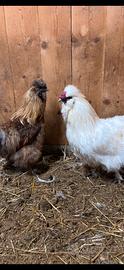 Gallo moroseta