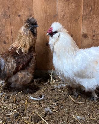 Gallo moroseta
