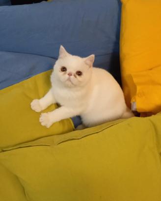Gatto exotic short hair con pedigree