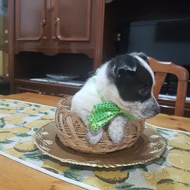 Cucciolo di due mesi mini