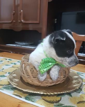 Cucciolo di due mesi mini