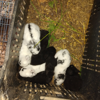 Conigli piccoli da carne