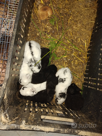 Conigli piccoli da carne