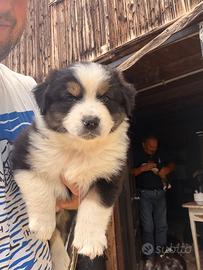 Pastore australiano cuccioli