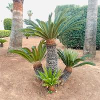 Pianta cycas