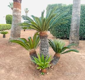 Pianta cycas