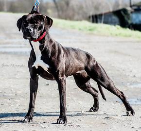 American pitbull terrier