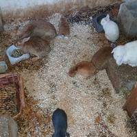 Conigli di razza e da carne