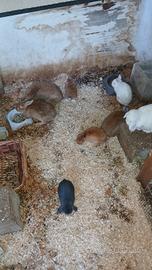 Conigli di razza e da carne