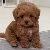 Barboncino Toy e Mini Toyt