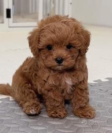 Barboncino Toy e Mini Toyt