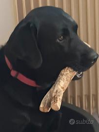 Cane da Monta