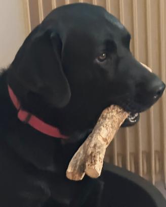Cane da Monta