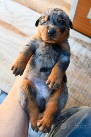 Cucciola BEAUCERON arlecchino