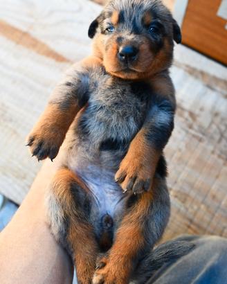 Cucciola BEAUCERON arlecchino