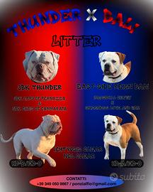 American bulldog