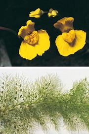 Utricularia pianta carnivora acquatica