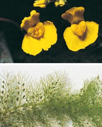 Utricularia pianta carnivora acquatica