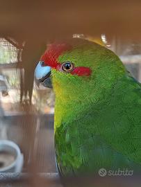 Pappagalli Kakariki fronte rossa