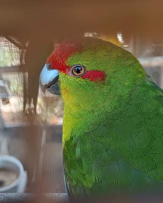 Pappagalli Kakariki fronte rossa