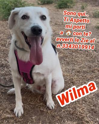 Wilma cucciola taglia media
