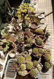 Cactus e piante grasse
