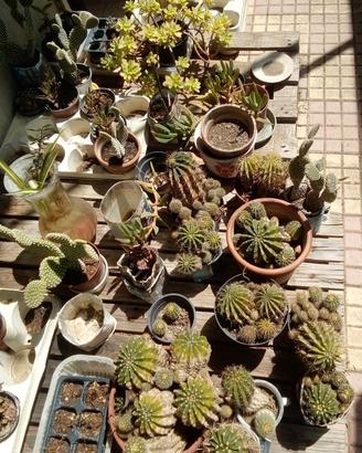 Cactus e piante grasse