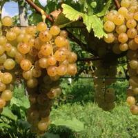 BARBERA e MOSCATO - Monferrato e Bassa Langa