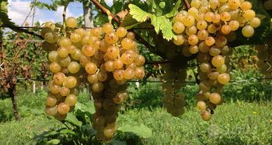 BARBERA e MOSCATO - Monferrato e Bassa Langa