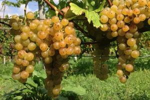 BARBERA e MOSCATO - Monferrato e Bassa Langa