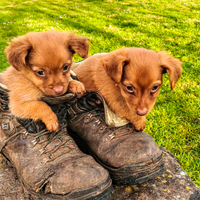 Cagnolino cucciolo simil volpino taglia piccola