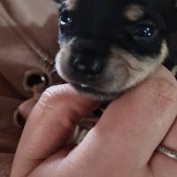 Disponibile ultimo cucciolo nero di Chipin