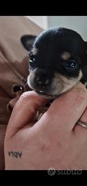 Disponibile ultimo cucciolo nero di Chipin